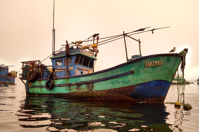 Marine wildlife observation in a fishing village - Price and value: why $140 can make sense here