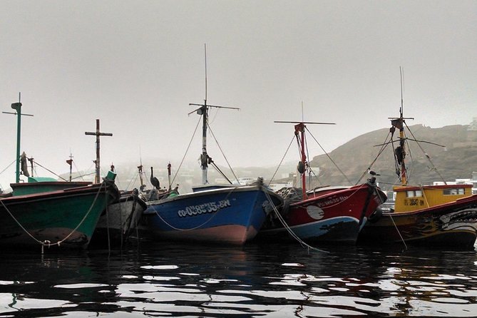 Marine wildlife observation in a fishing village - Small group feel, private tour reality, and what that changes
