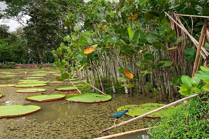 Monkey Island, Amazon River, Amazonian Sunset - Key highlights worth your attention