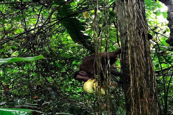 Monkey Island, Amazon River, Amazonian Sunset - Monkey Island visit: primate rescue work and what it teaches