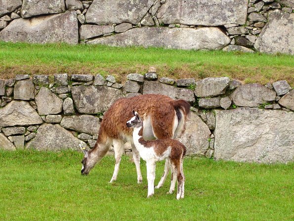 Mystical Journey: 2-Day Private Adventure to Machu Picchu - Cusco to Machu Picchu in 48 Hours, with Aguas Calientes as your base