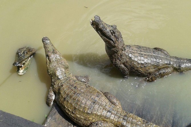 Native Aquatic Species, Jungle Hike & Animal Rescue Center -All tickets included - What to pack for a wet, active Iquitos day