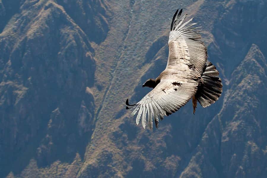 Offer Price: Colca Canyon One Day in Arequipa with Breakfast - Chivay lunch, then higher altitude viewpoints and wetlands