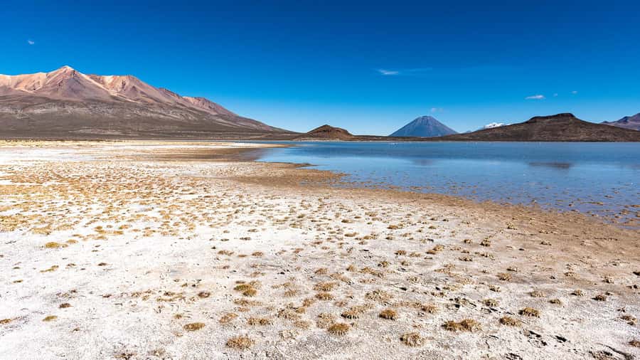 Offer Price Tour Salinas Lagoon and National Reserve 8 hours - High Andean camelids and bird reserve: a wildlife break from scenery