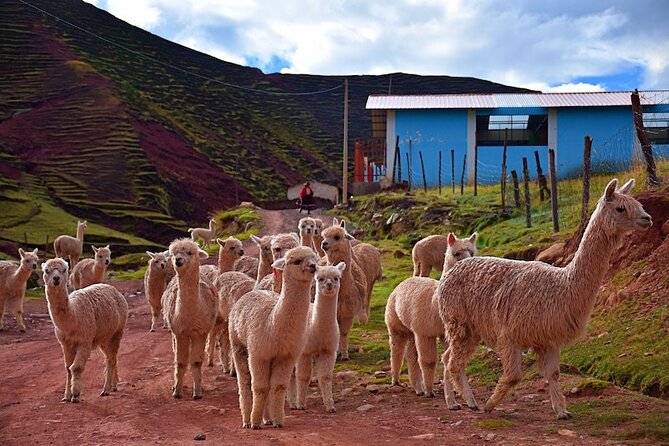 Palccoyo Rainbow Mountain from Cusco with transfers and lunch - Key highlights worth knowing before you go