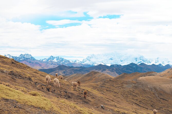 Palccoyo Rainbow Mountain Full Day Tour from Cusco - Meals and altitude support: what actually helps at 4,000 m plus