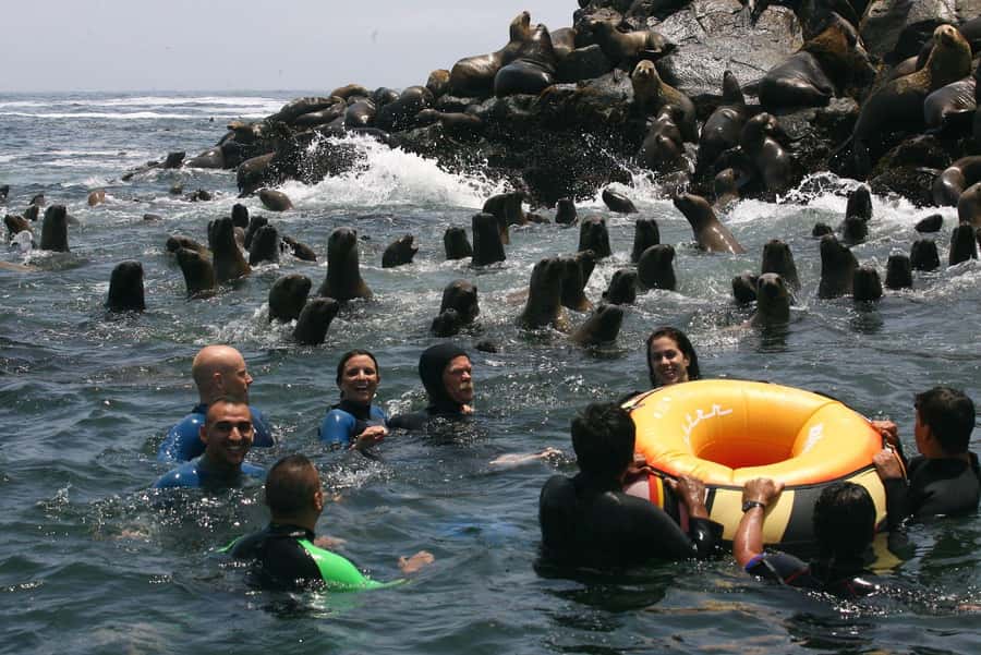 Palomino Islands Yacht Tour and swim alongside the sea lions - The flow is tight, and the swim is the point