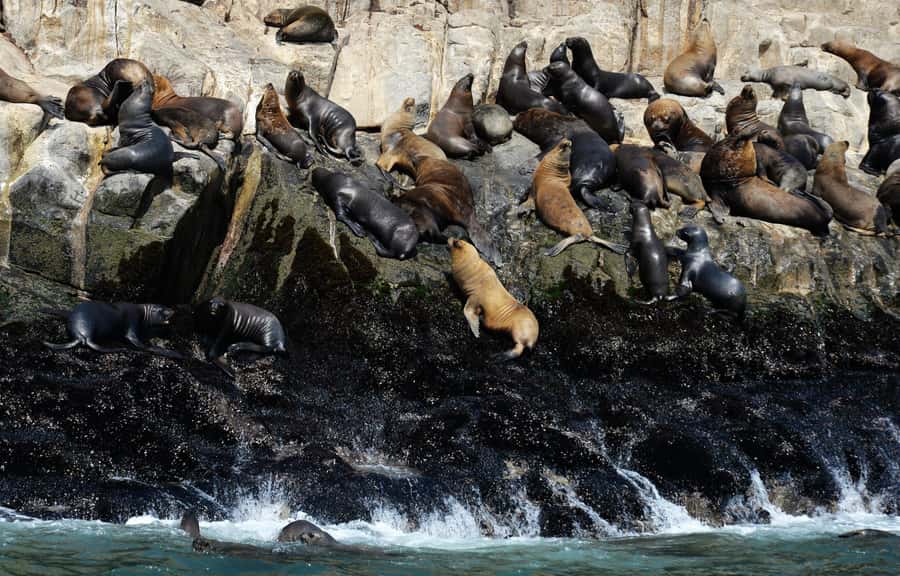 Palomino Islands Yacht Tour and swim alongside the sea lions - Palomino Islands swim: making the most of 15 to 20 minutes