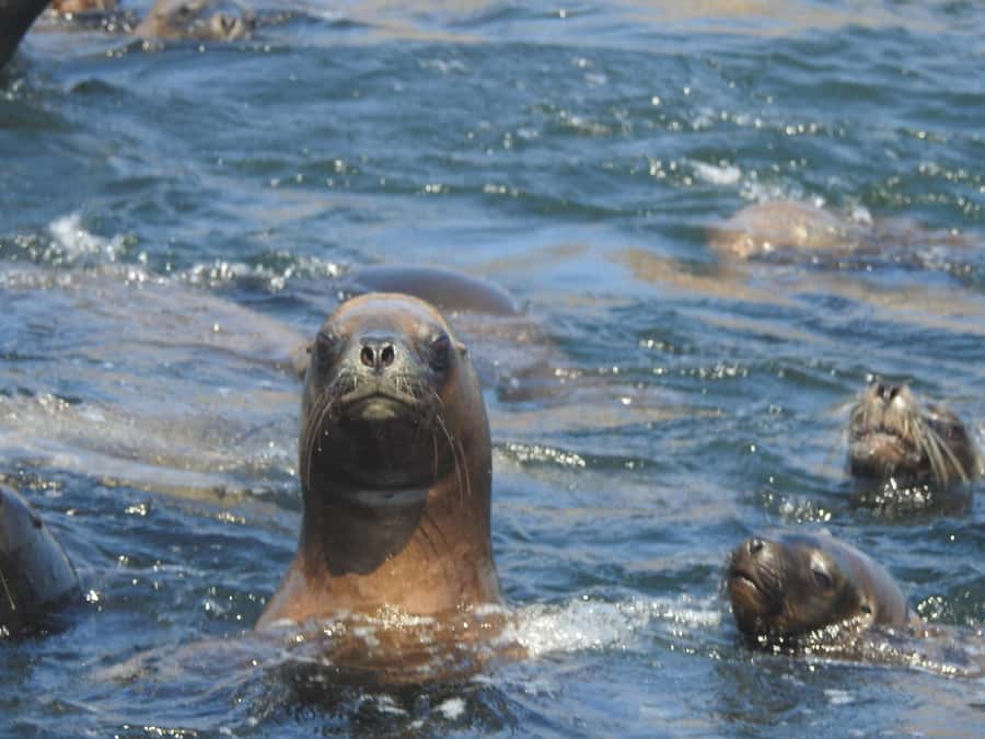 Palomino Islands Yacht Tour and swim alongside the sea lions - Getting from Lima hotels to Plaza Grau, then out by yacht
