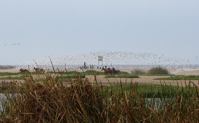 Pantanos de Villa Wildlife Refuge Tour in Lima - Entering Humedal Pantanos de Villa: what the 2 hours feels like