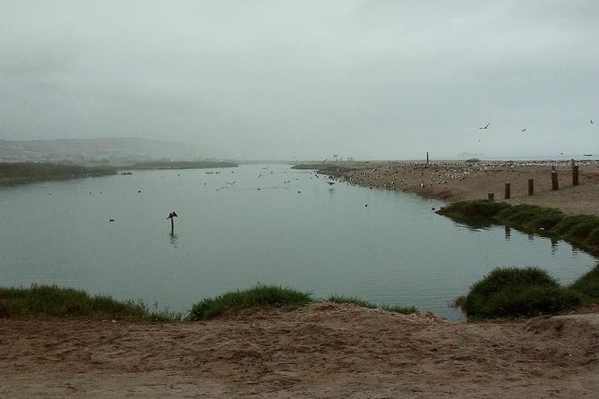Pantanos de Villa Wildlife Refuge Tour in Lima - How the guide turns bird spotting from luck into a skill