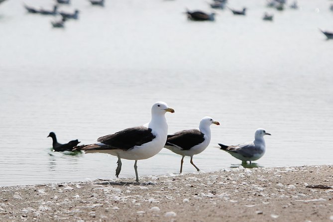 Pantanos de Villa Wildlife Refuge Tour in Lima - The kind of wildlife you should expect (and what you might not)