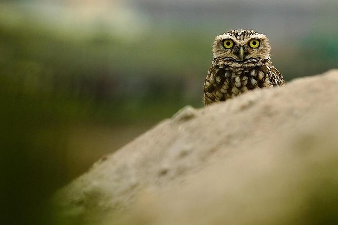 Pantanos de Villa Wildlife Refuge Tour in Lima - Getting started from Miraflores without stress
