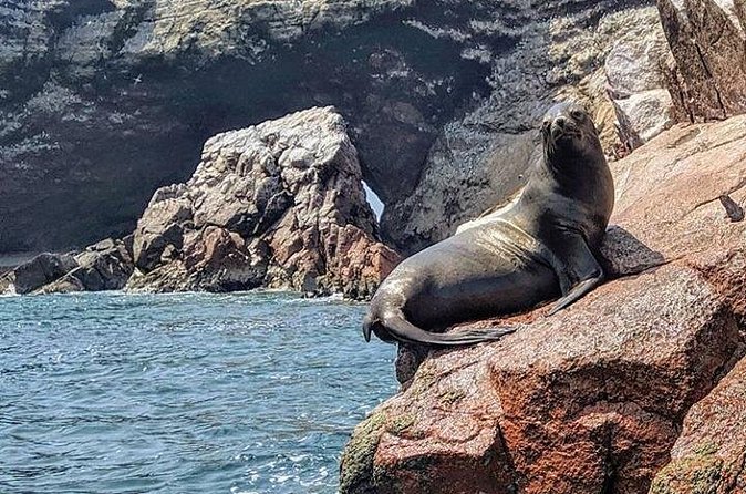 Paracas and Nazca Lines Full Day - Price and value: what $465 buys on this kind of day