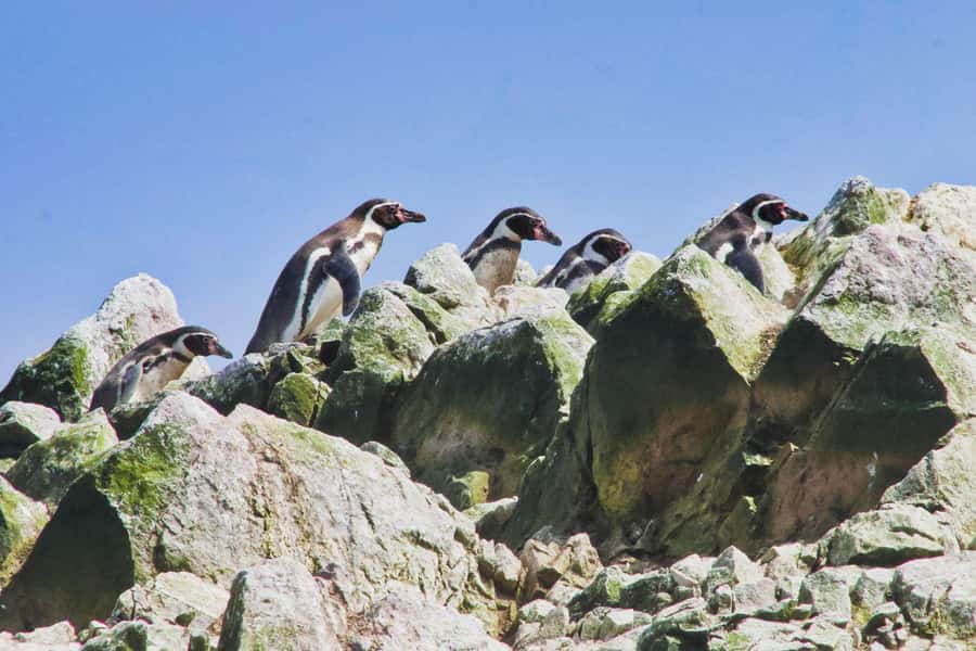 Paracas: Ballestas Islands and Candelabra of Paracas Boat - Key Things to Know Before You Go