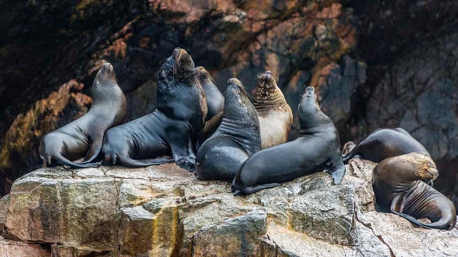 Paracas: Ballestas Islands and Candelabra of Paracas Boat - Should You Book This Paracas Boat Tour?