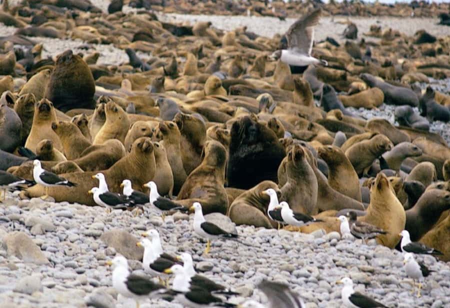 Paracas: Ballestas Islands and Candelabra of Paracas Boat - FAQ