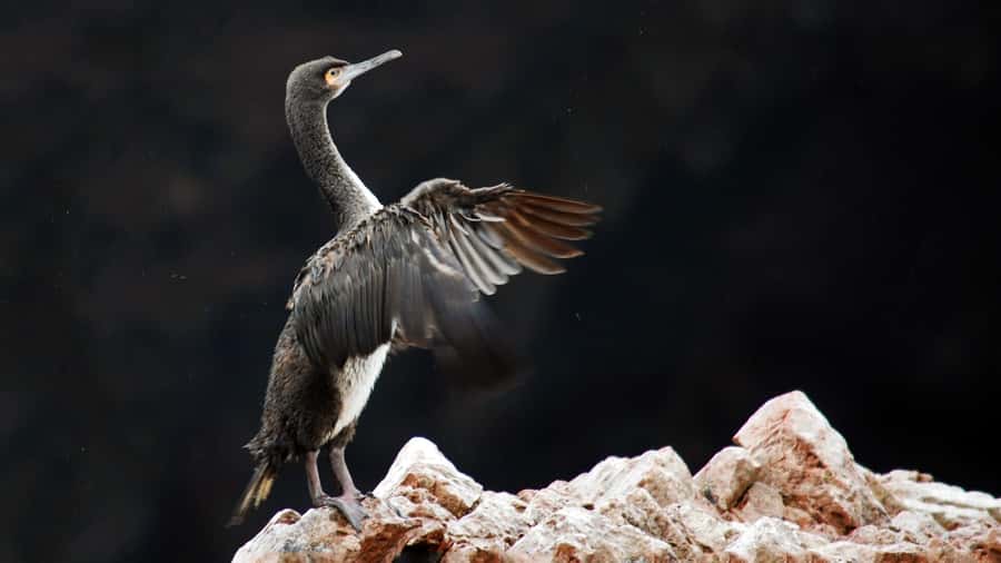 Paracas: Ballestas Islands and Candelabro Boat Tour - Skip-the-line style entry: fewer bottlenecks, more time outside