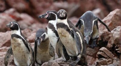 Ballestas Islands and Candelabro Boat Tour