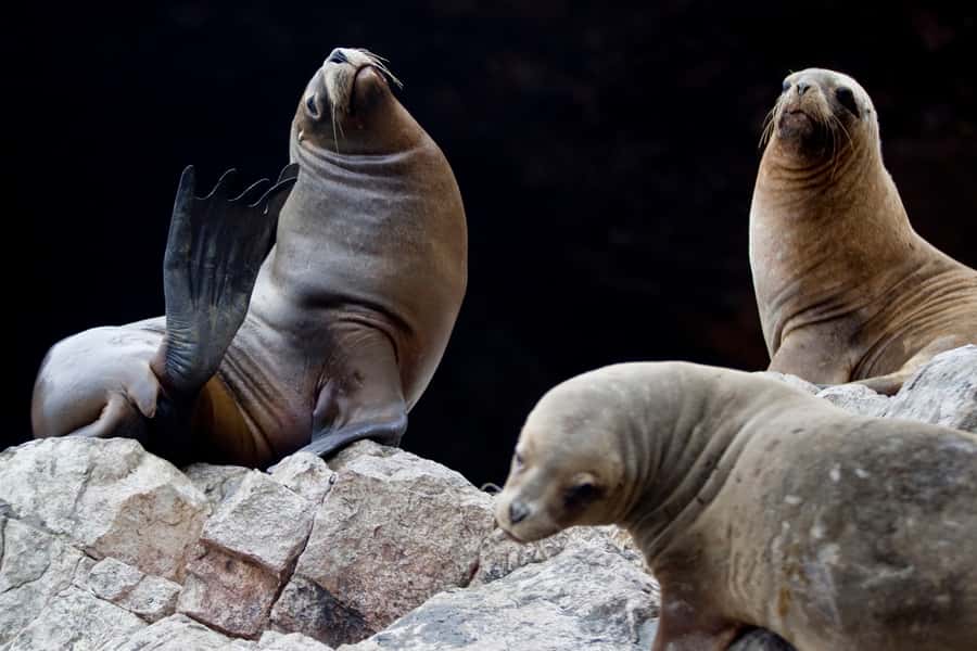 Paracas: Ballestas Islands and Candelabro Boat Tour - Ballestas Islands: the main event for sea lions and Humboldt penguins