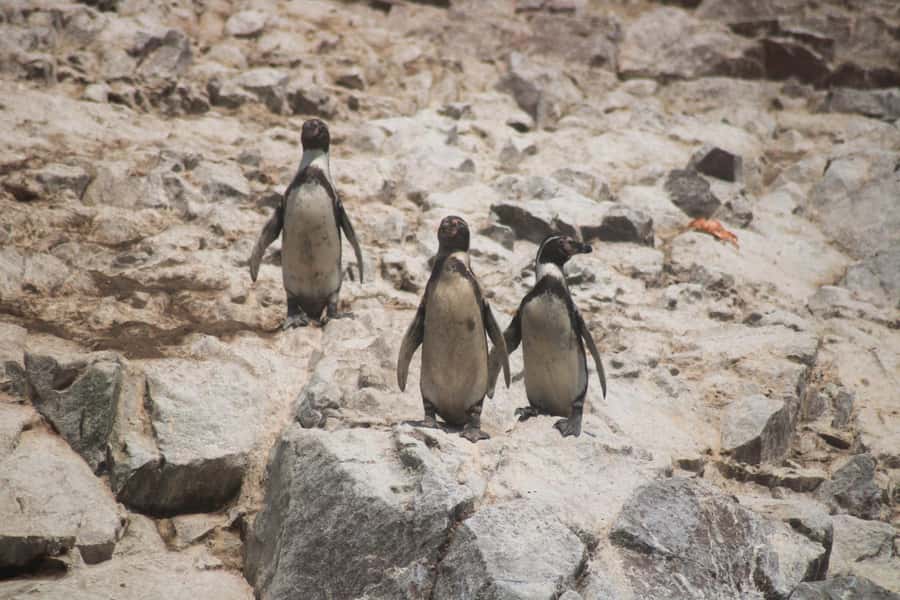PARACAS: BALLESTAS ISLANDS AND NATIONAL RESERVE - Key highlights I’d plan around