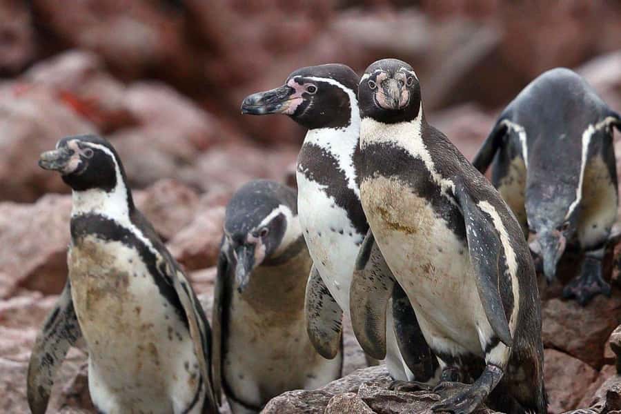 Paracas: Ballestas Islands Boat tour - Islas Ballestas - Booking call: should you book the Paracas Ballestas Islands tour?