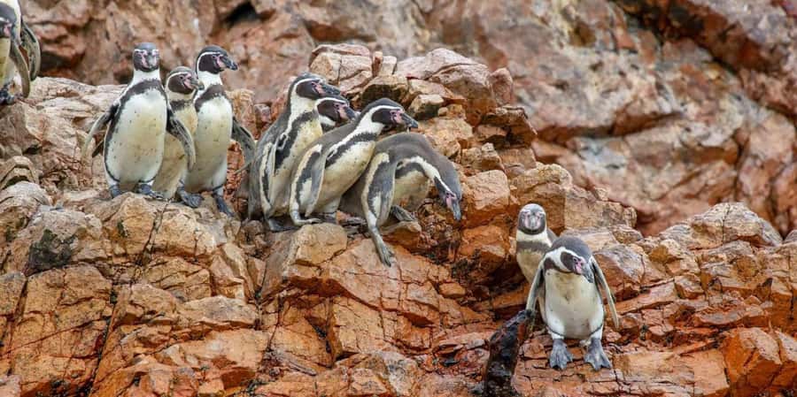Paracas: Ballestas Islands Boat tour - Islas Ballestas - Arriving at Islas Ballestas: where wildlife viewing turns into real time