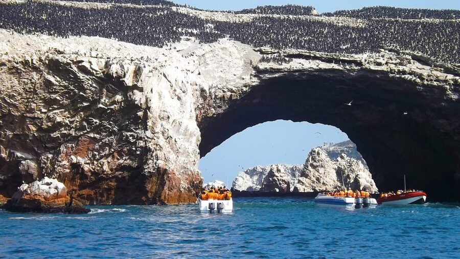 Paracas: Ballestas Islands Boat tour - Islas Ballestas - Penguins, sea lions, and dolphins: what you should expect to actually see