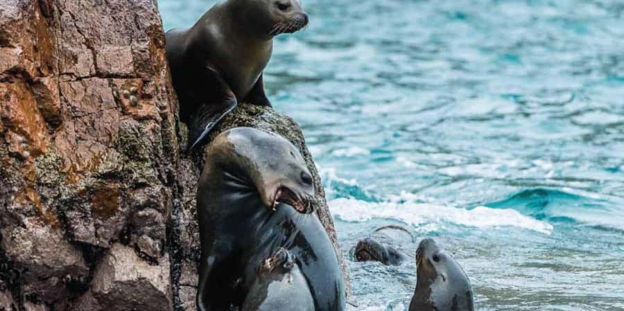 Paracas: Ballestas Islands Boat tour - Islas Ballestas - Price and value: is $35 plus taxes worth it?
