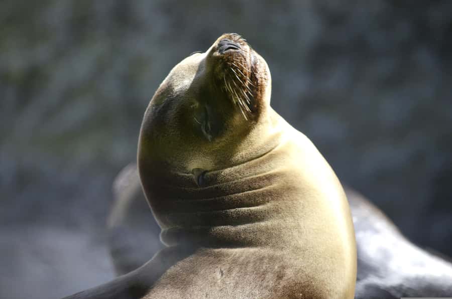 Paracas: Ballestas Islands Boat tour - Islas Ballestas - What’s included, what’s not, and simple planning that pays off