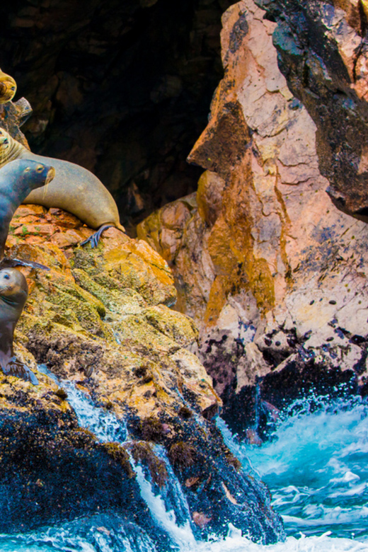 Paracas: Ballestas Islands Guided Boat Tour - Value and pricing: what $17 gets you in the real world
