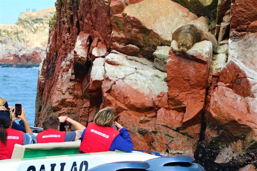 Paracas: Ballestas Islands Guided Boat Tour - Paracas Pickup, Port Departure, and What to Expect Before You Go