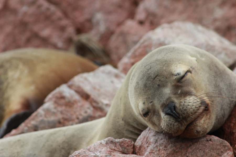 Paracas: Ballestas Islands Guided Boat Tour - Ballestas Islands Wildlife Viewing: Sea Lions, Seabirds, and Penguins