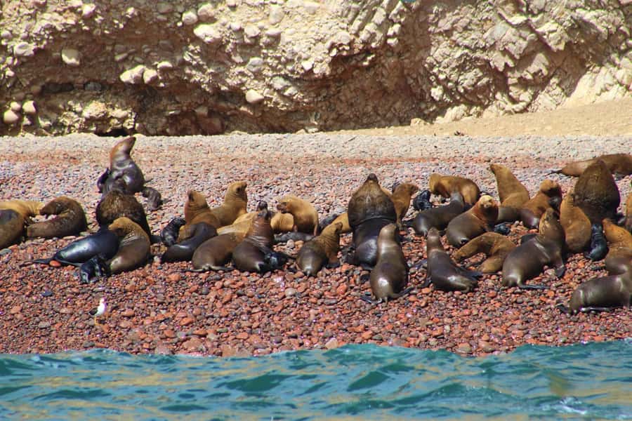 Paracas: Ballestas Islands Guided Boat Tour - How Two Hours on the Water Changes the Experience