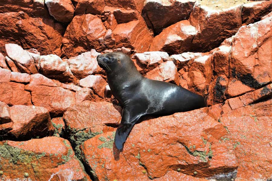 Paracas: Ballestas Islands Guided Boat Tour - Price and Value: What You’re Really Paying For
