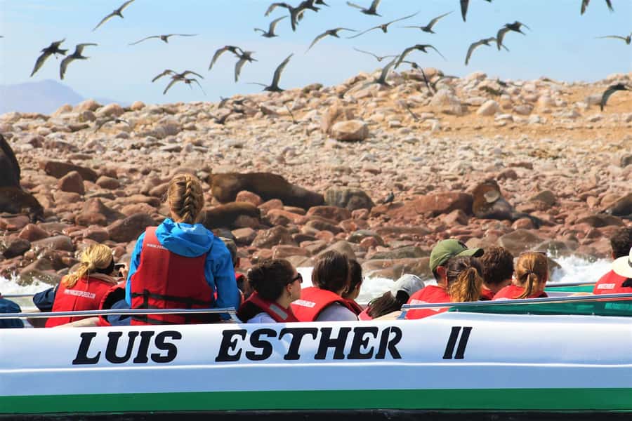 Paracas: Ballestas Islands Guided Boat Tour - When to Book, and How to Make It Worth Your Time