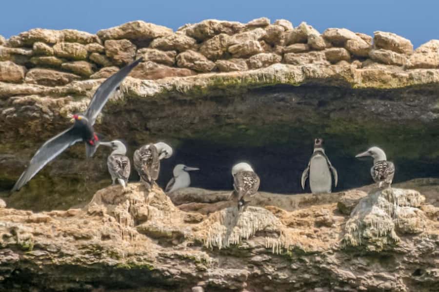 Paracas: Ballestas Islands Morning Boat Tour - From Muelle El Chaco to open water: the start you should not rush