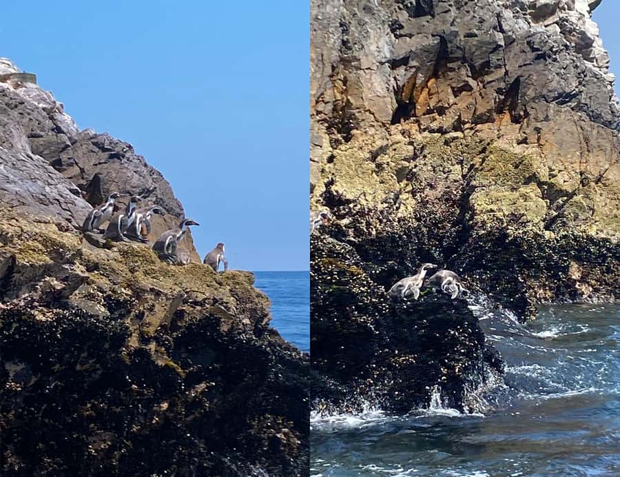 Paracas: Ballestas Islands Morning Boat Tour - How the boat ride really feels: seating, visibility, and spotting tips