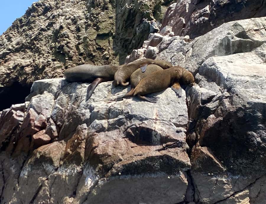 Paracas: Ballestas Islands Morning Boat Tour - Who should book, and who should skip this boat tour