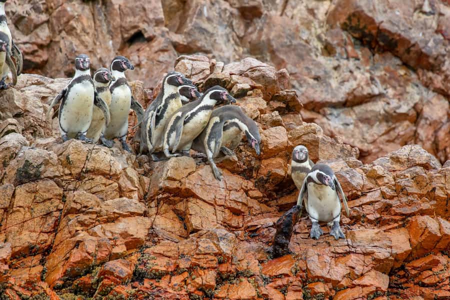 Paracas: Ballestas Islands Morning Boat Tour - El Candelabro: what makes the first stop special (and how to get good photos)