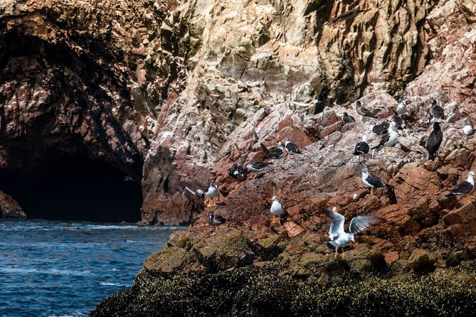 Paracas: Ballestas Islands tour all Inclusive - Wildlife Viewing Tips That Make Photos and Eyes Worth It