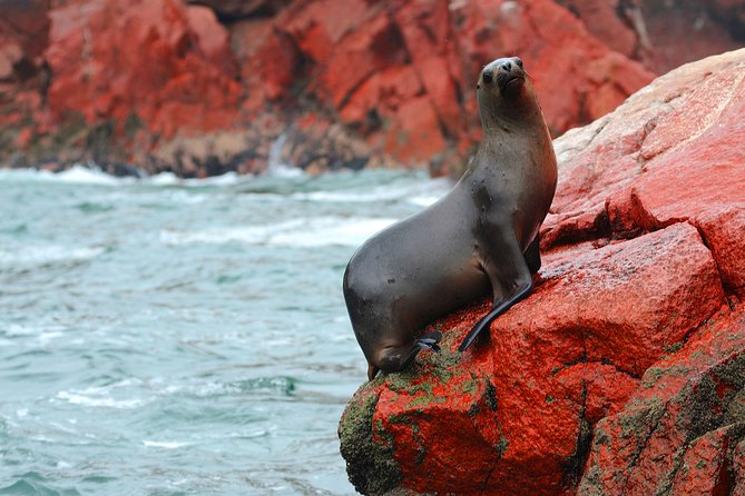 Paracas National Reserve & Ballestas Islands Tour from Lima - Why Paracas and Ballestas Beat a Late Start