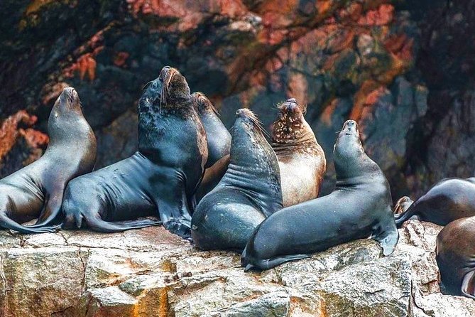 Paracas National Reserve & Ballestas Islands Tour from Lima - Stop 2: Paracas National Reserve, Desert Meets Deep Blue Ocean