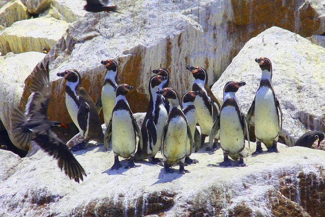 Paracas National Reserve & Ballestas Islands Tour from Lima - How the Guide and Driver Affect Your Day