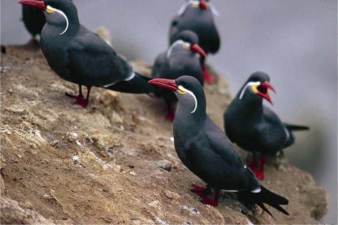 Paracas National Reserve & Ballestas Islands Tour from Lima - Price and Value: Is $195 Worth a Full Day?
