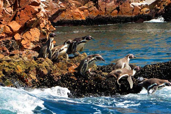 Paracas National Reserve & Ballestas Islands Tour from Lima - What You’ll Actually Do, Hour by Hour (Without the Guesswork)