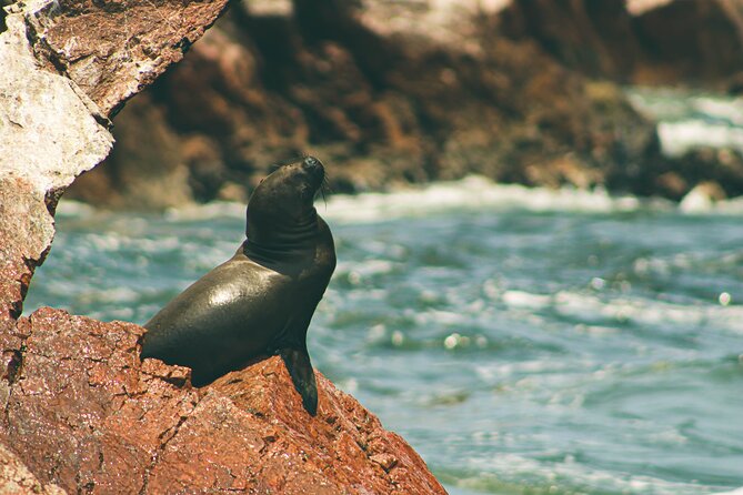Paracas National Reserve & Ballestas Islands Tour from Lima - The 5:30 am Drive From Lima: Plan for Sleep and Questions