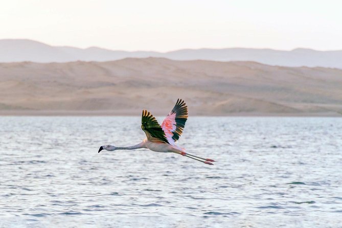 Paracas National Reserve Private Tour from Paracas or Pisco - Paracas National Reserve in 2.5 hours: what this tour does well