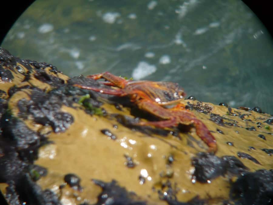 Paracas:Private Tours Paracas National Reserve all inclusive - Playa Roja Photo Stop: Red Sand That Changes Everything