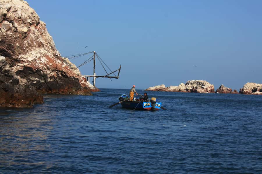 Paracas: speedboat BALLESTAS ISLANDS TOUR - Wildlife spotting: what you can expect to see (and when)